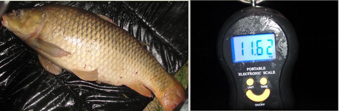 Moara Vlasiei 2 3 - 4 aug.